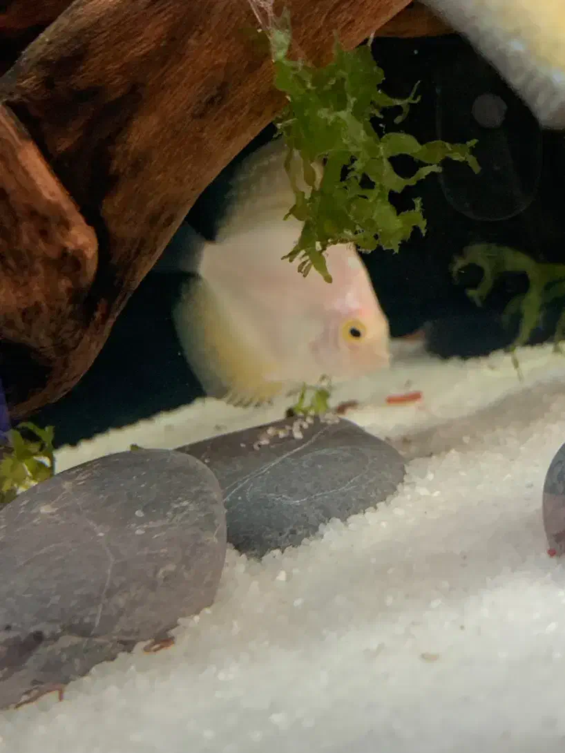 دیسکس ۲ اینچ و آنجل|ماهی|تبریز, |دیوار