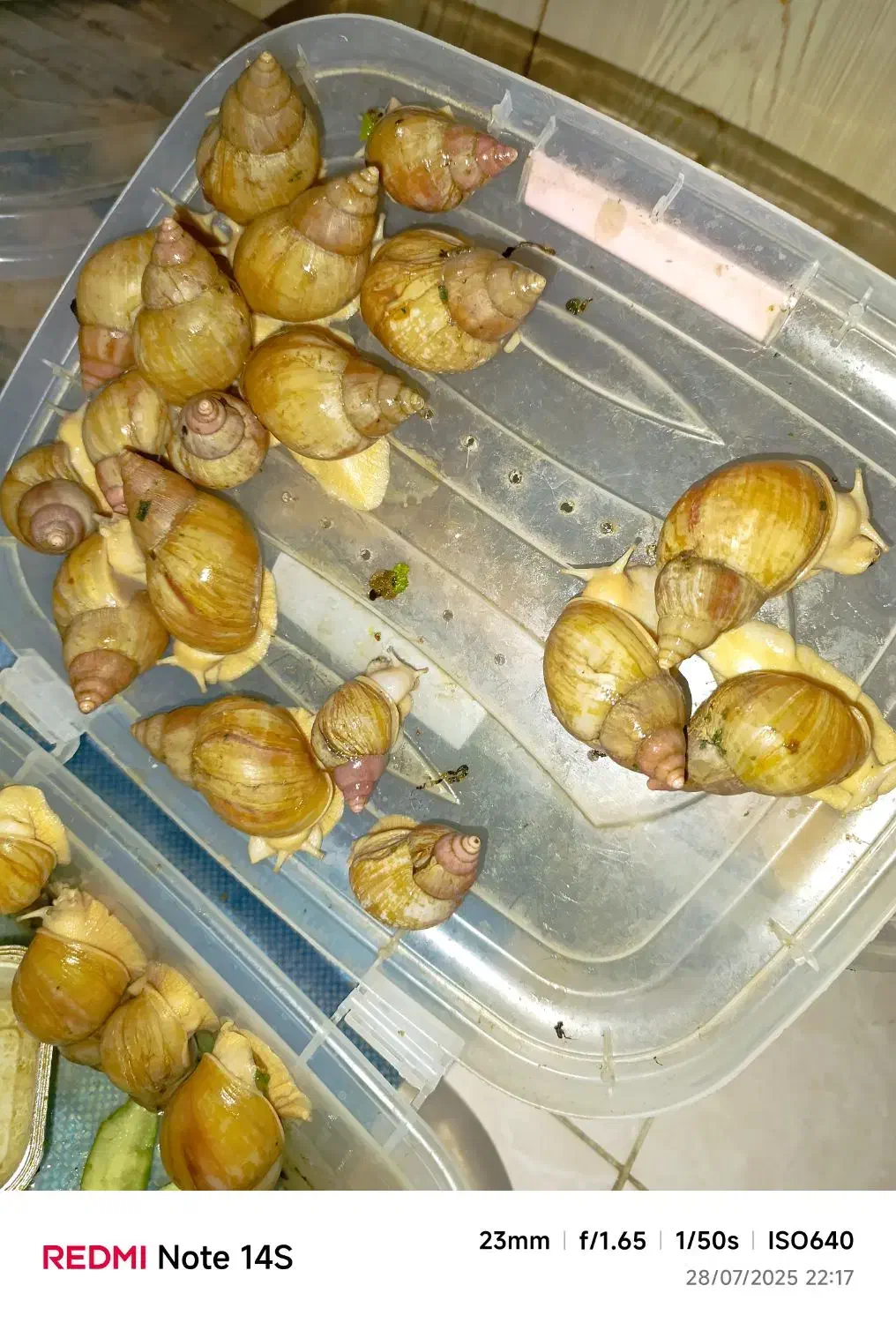 حلزون|خزنده|شیراز, شهرک فرهنگیان|دیوار