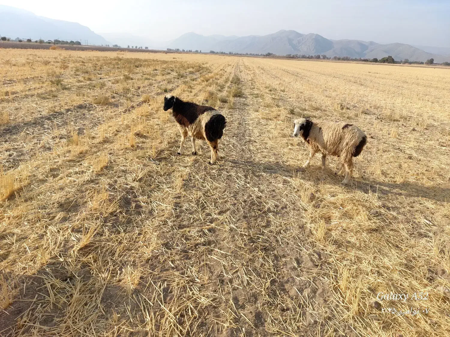 شیشک ومیش|حیوانات مزرعه|پاسارگاد, |دیوار