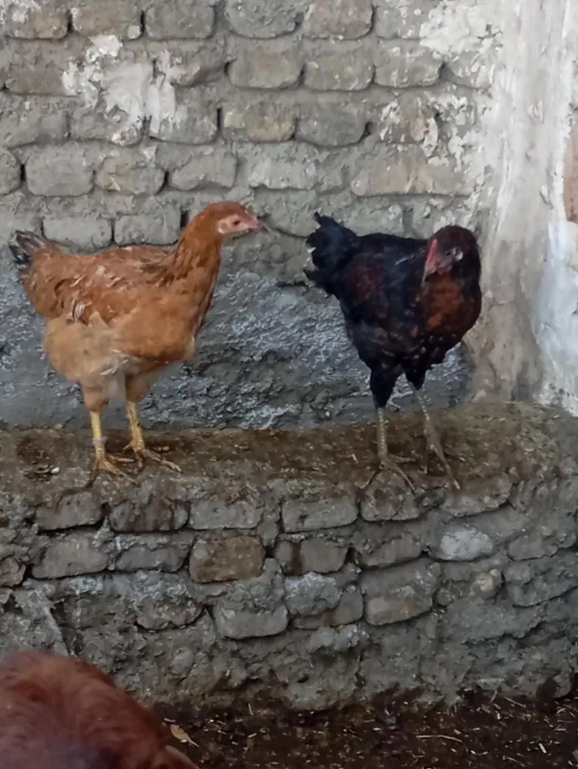 مرغ نوچه|حیوانات مزرعه|سنگدوین, |دیوار