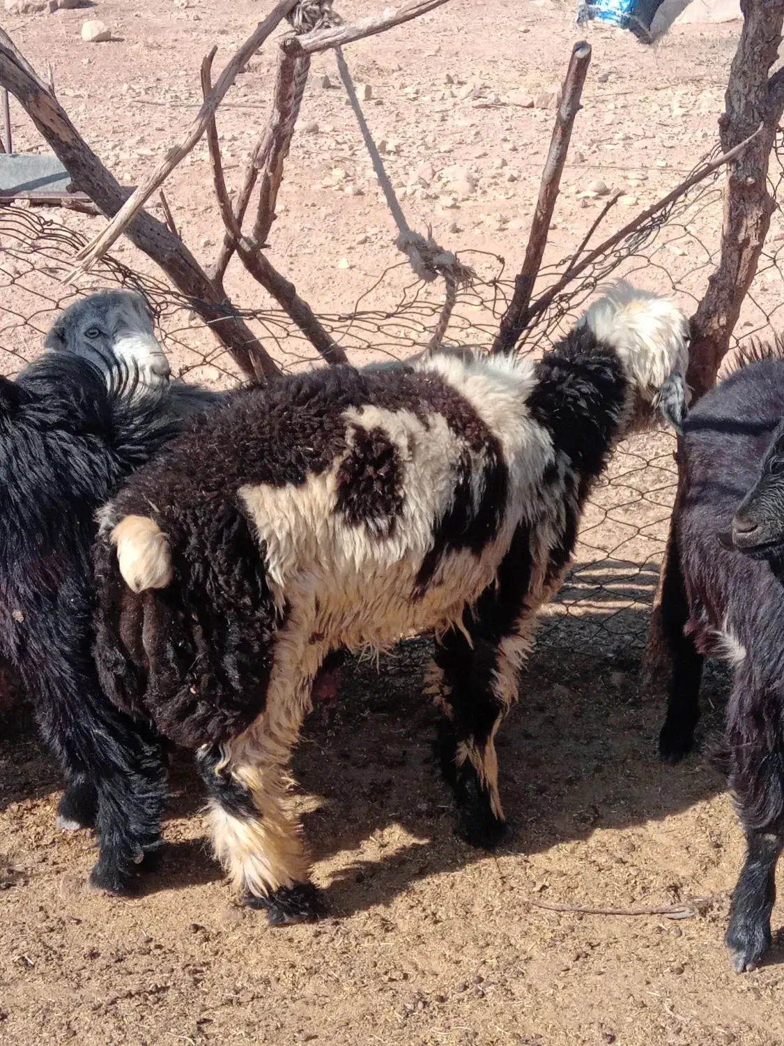 بره و کهره میش بز قوچ نر ماده ام قصابی|حیوانات مزرعه|شیراز, احمدی جنوبی|دیوار