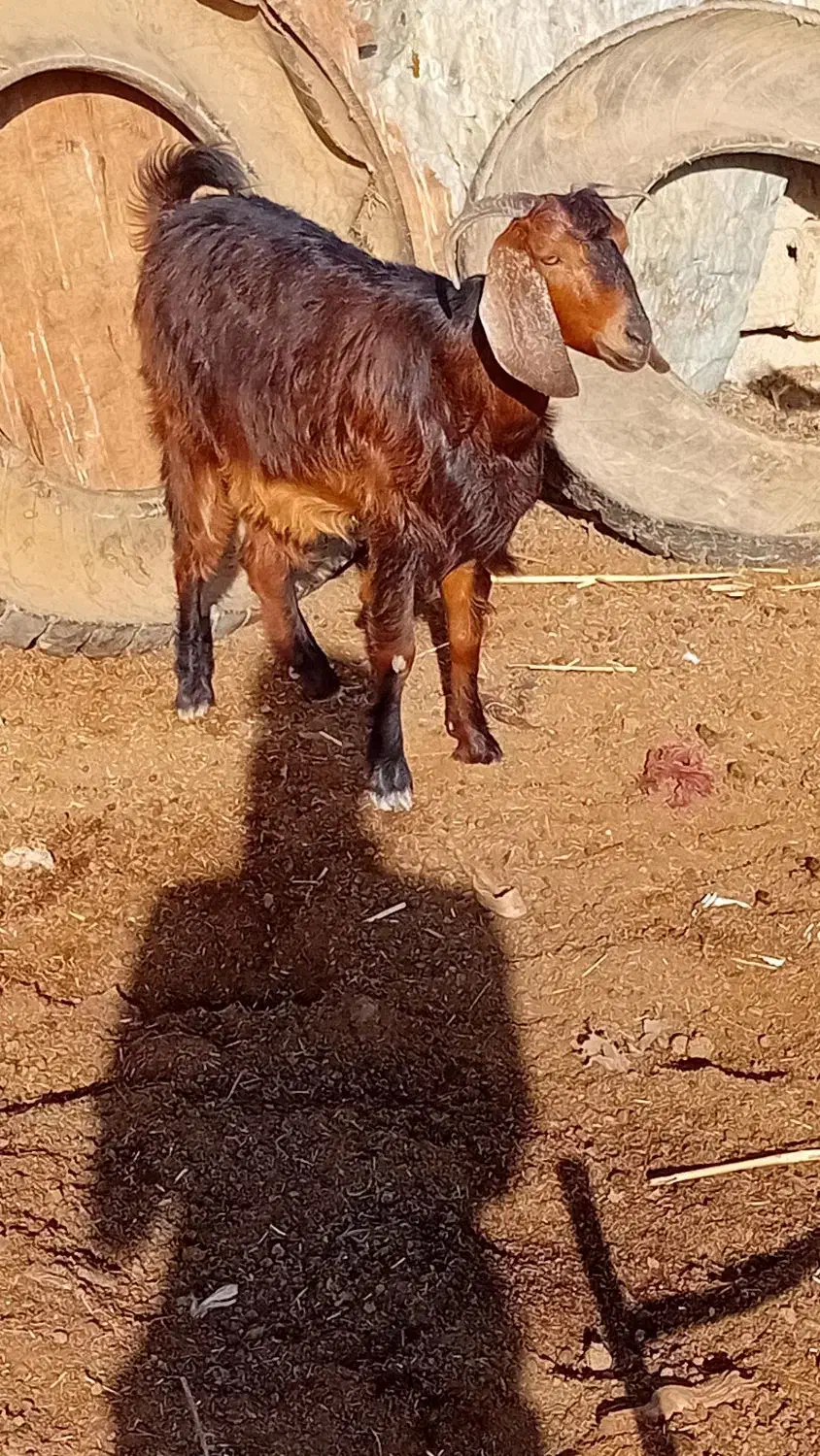 شادگان روستای منصور|حیوانات مزرعه|شادگان, |دیوار