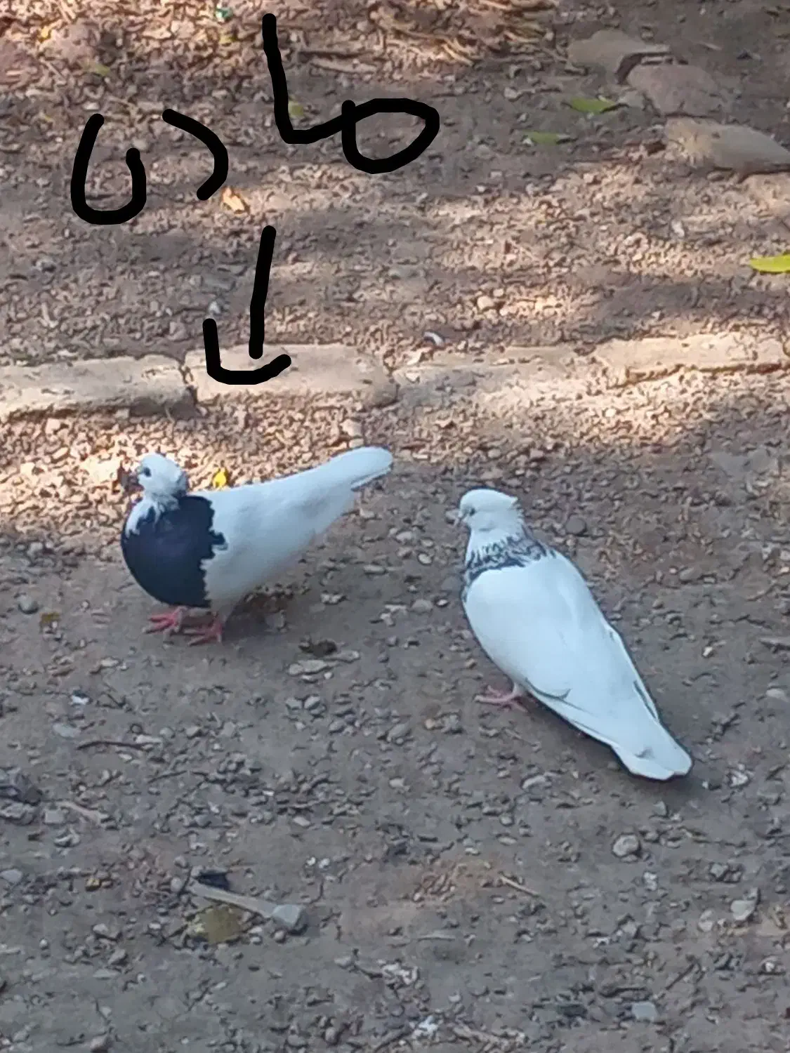 دو جفت طوقی اس|پرنده|فاضل آباد, |دیوار