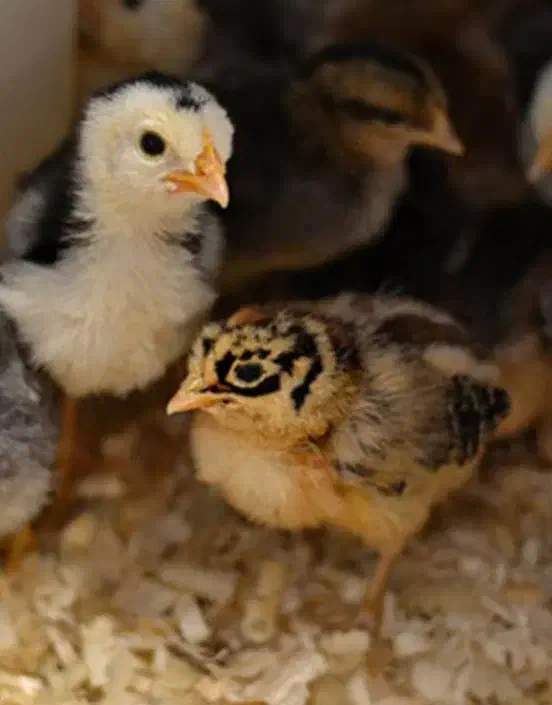 جوجه بوقلمون یک روزه تا یکماهه|حیوانات مزرعه|ماسال, |دیوار