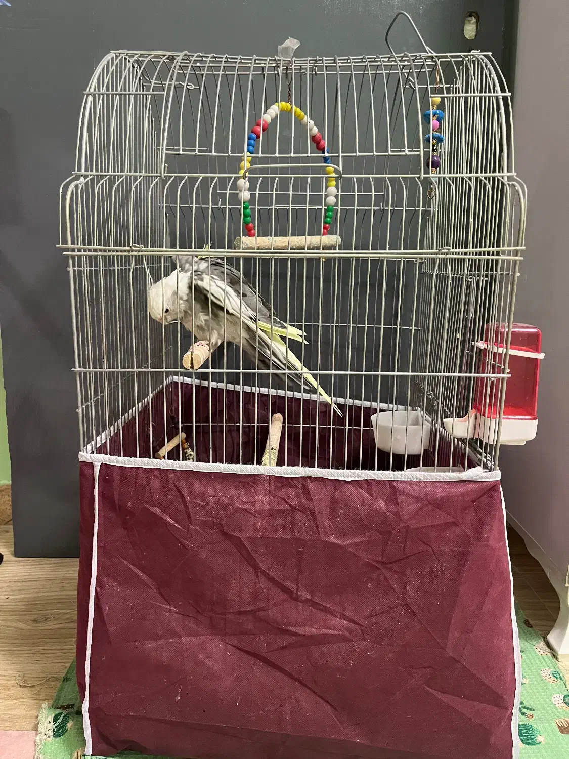 عروس هلندی نر وماده|پرنده|هشتگرد, فاز ۳ مهستان|دیوار