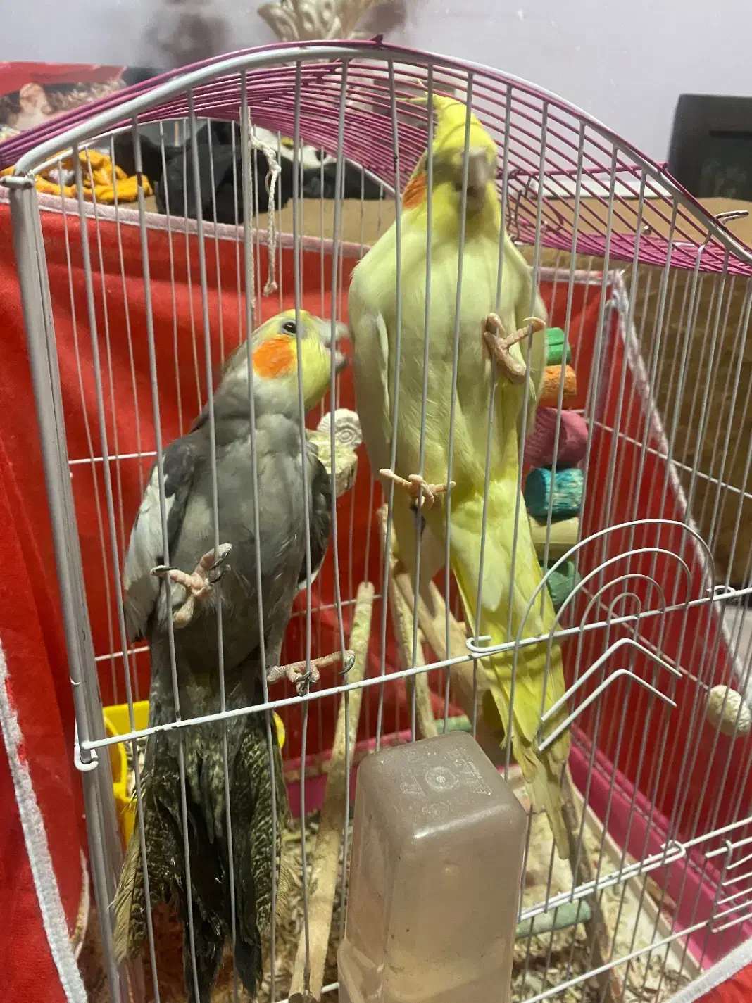 عروس هلندی نر و ماده|پرنده|رضوانشهر, |دیوار