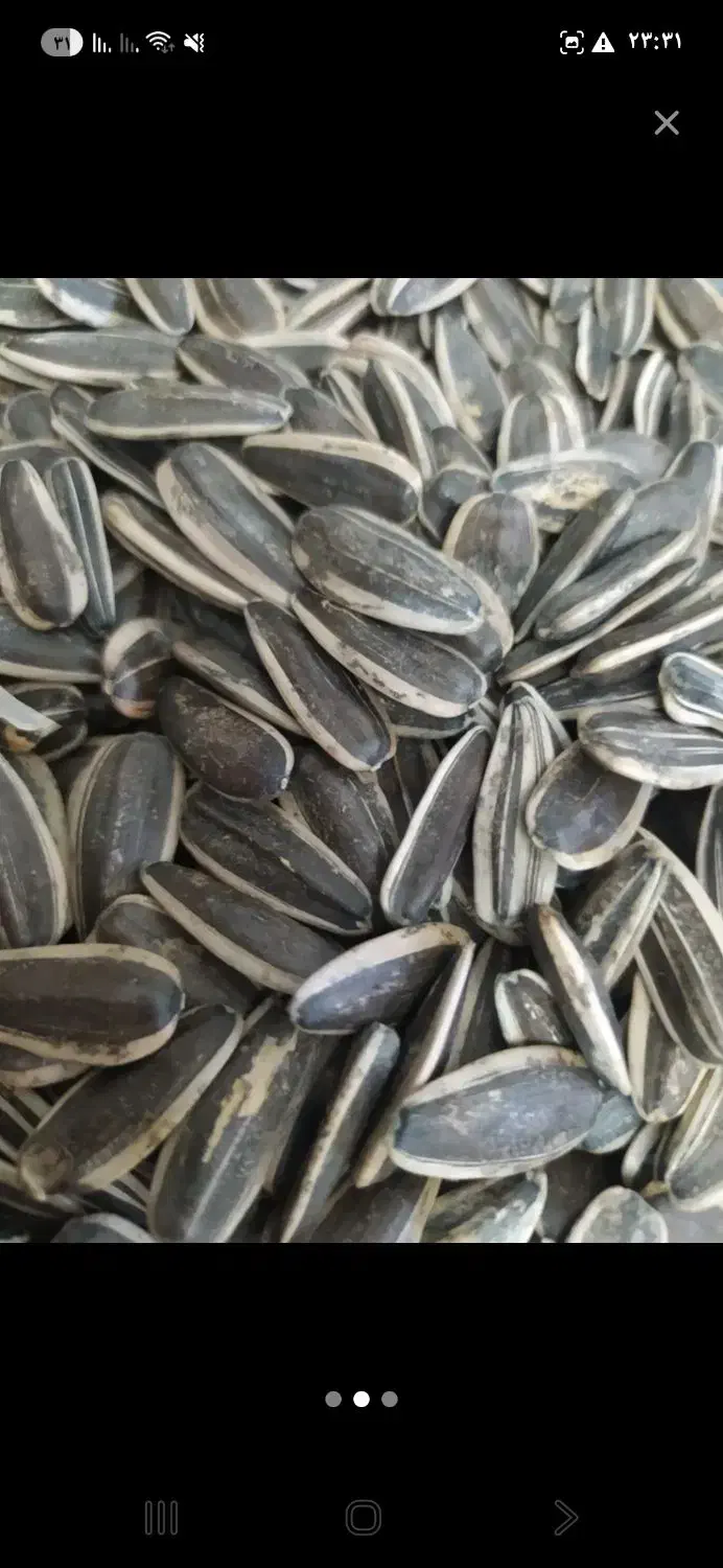 فروش تخمه افتابگردون S300وS400|خوردنی و آشامیدنی|جلفا, |دیوار