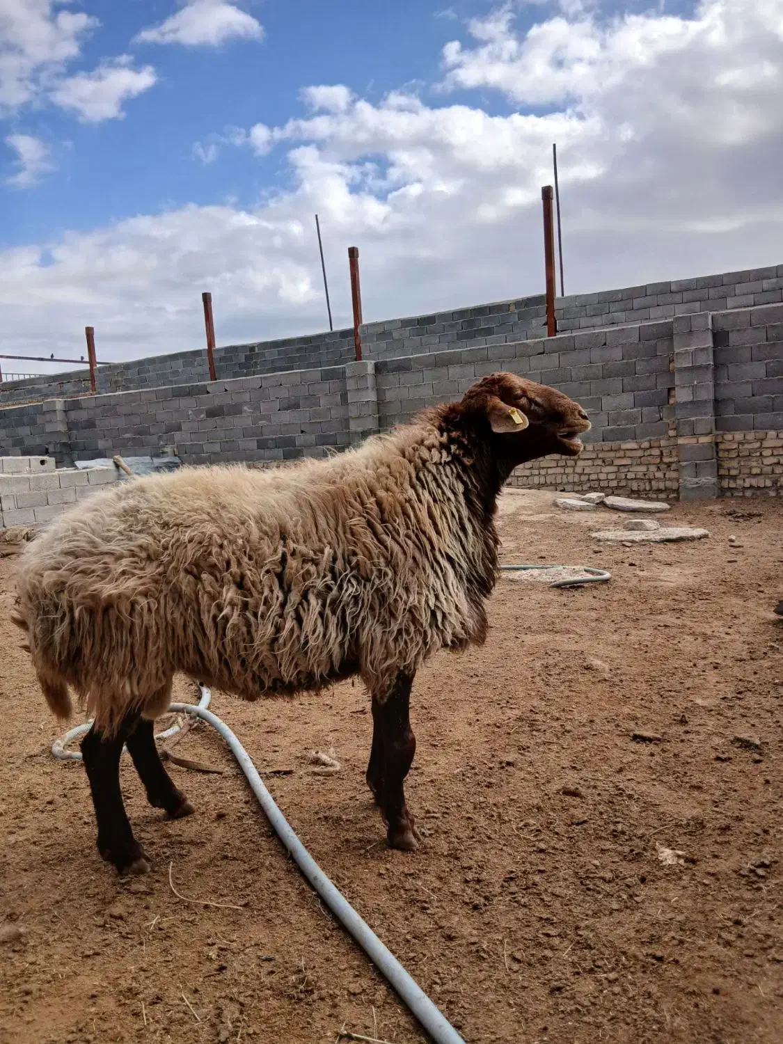 قوچ همو|حیوانات مزرعه|قوچان, |دیوار