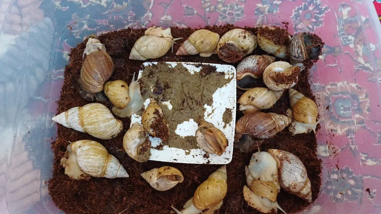 فروش حلزون|خزنده|قم, پردیسان|دیوار