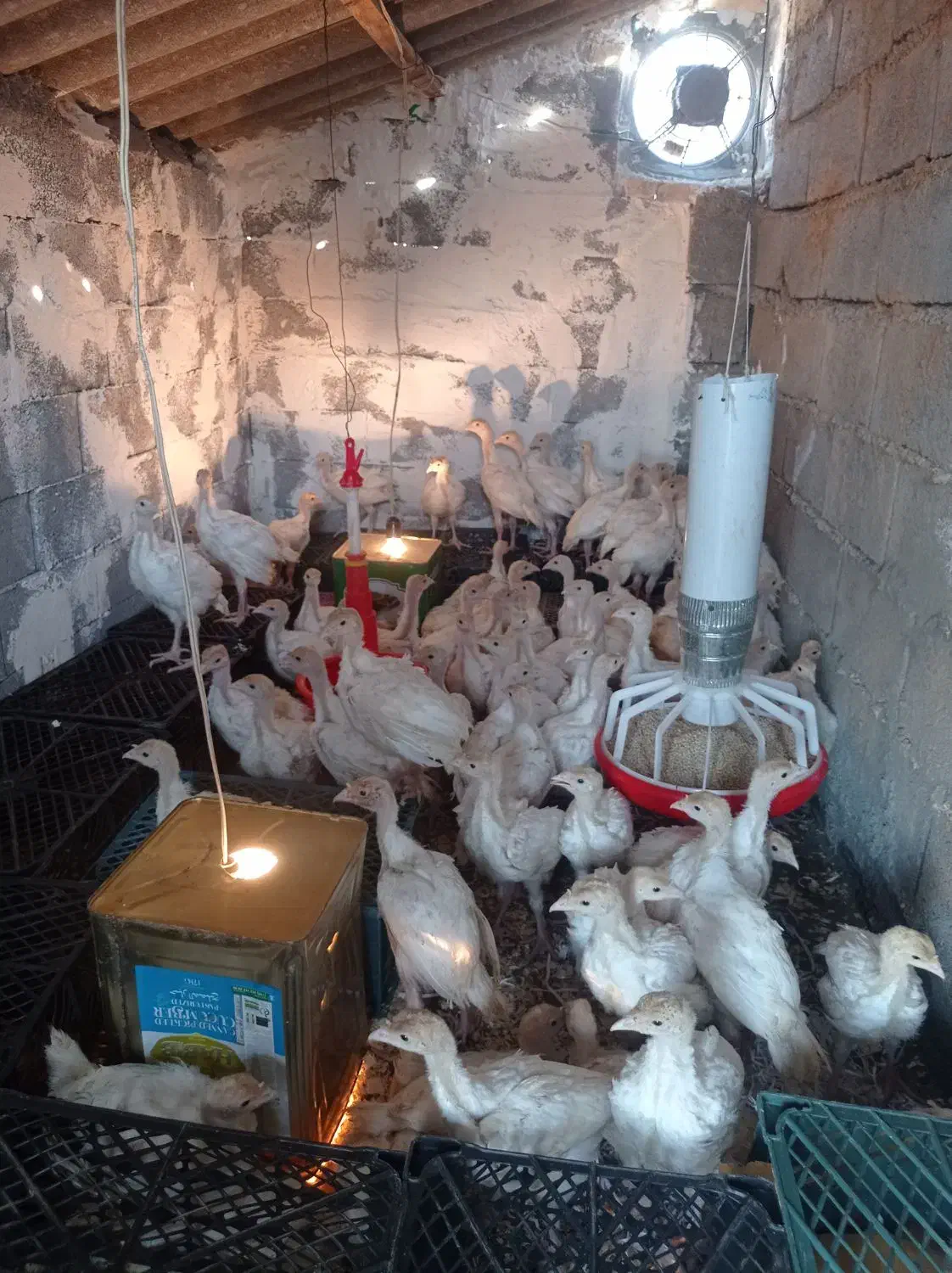 بوقلمون بیوتی دوماهه|حیوانات مزرعه|کلاردشت, |دیوار