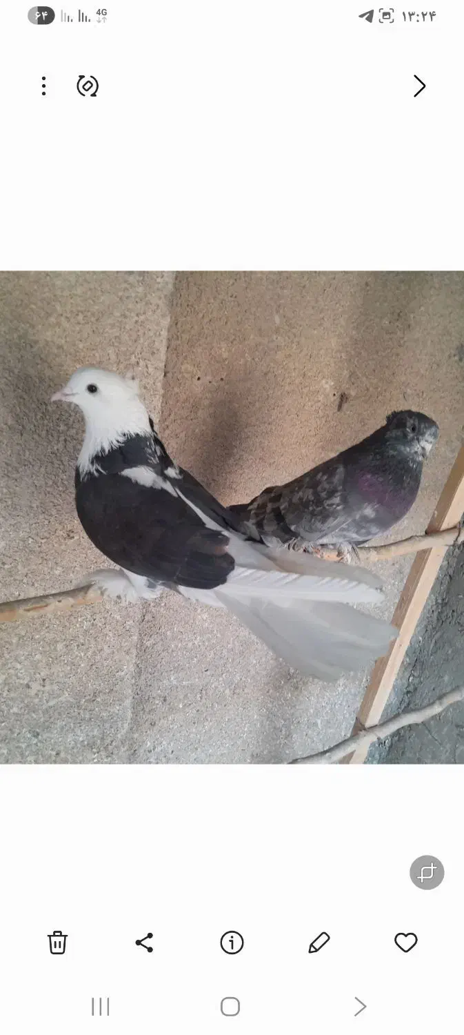 کبوترهماسرور|پرنده|کهریزک, |دیوار