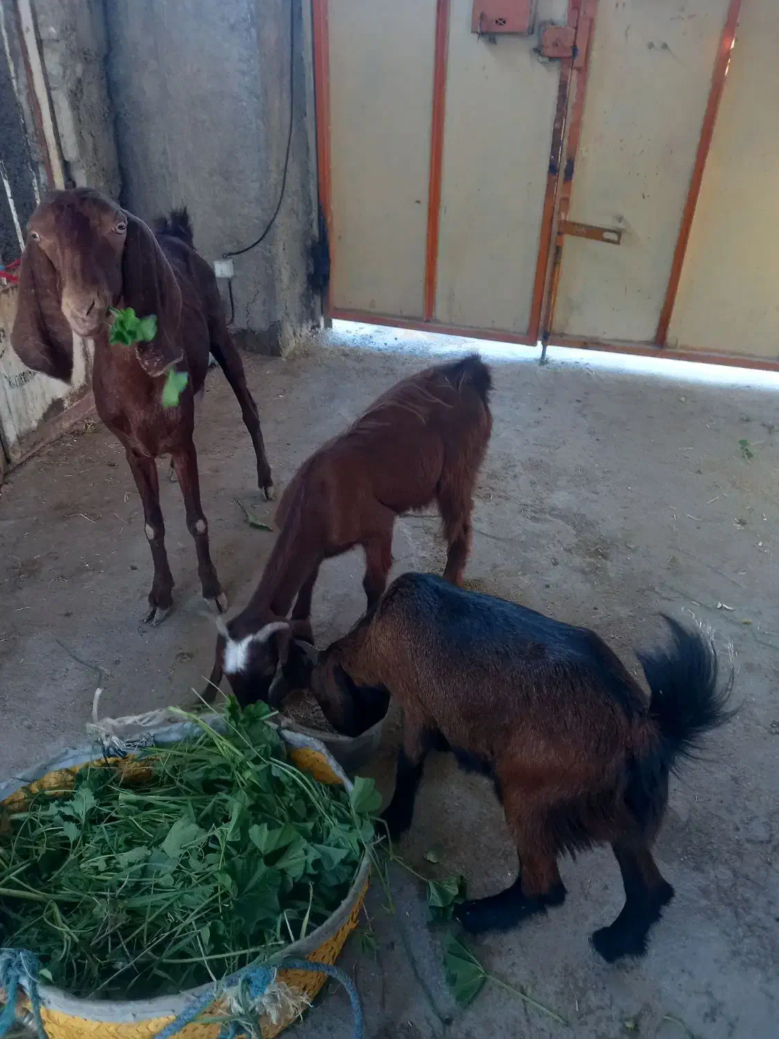 بز حول دوتا تیشتر|حیوانات مزرعه|خورموج, |دیوار