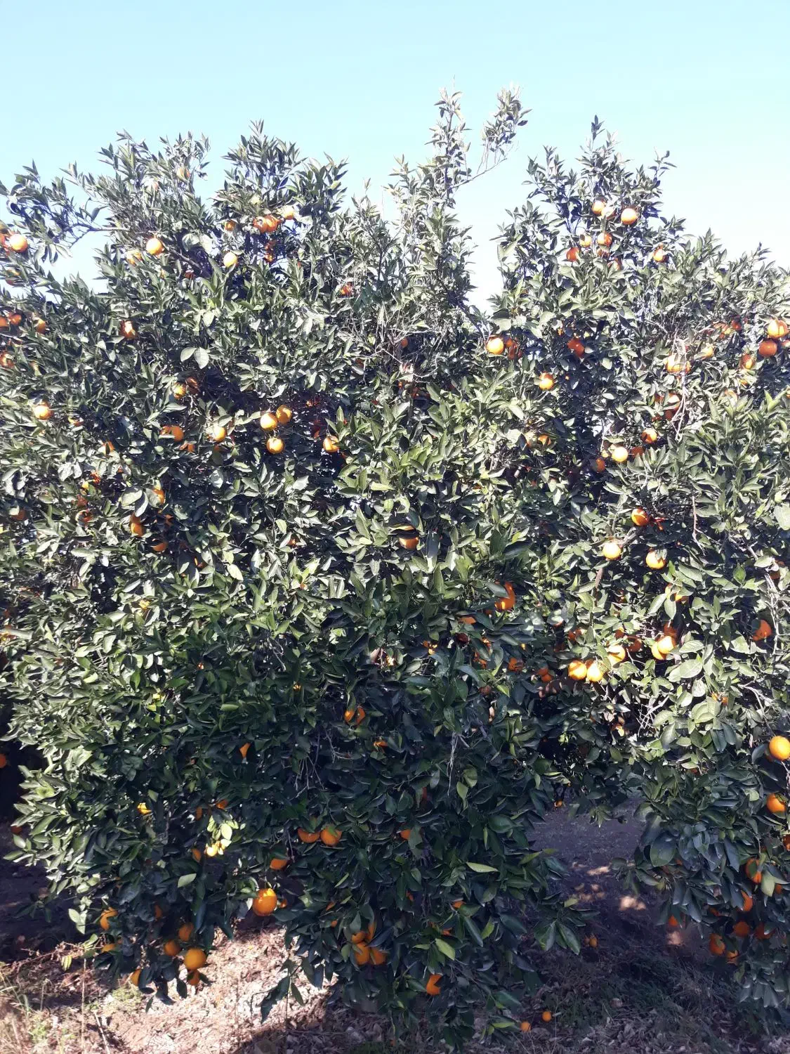 پرتقال تامسون تناژ|عمده‌فروشی|کردکوی, |دیوار