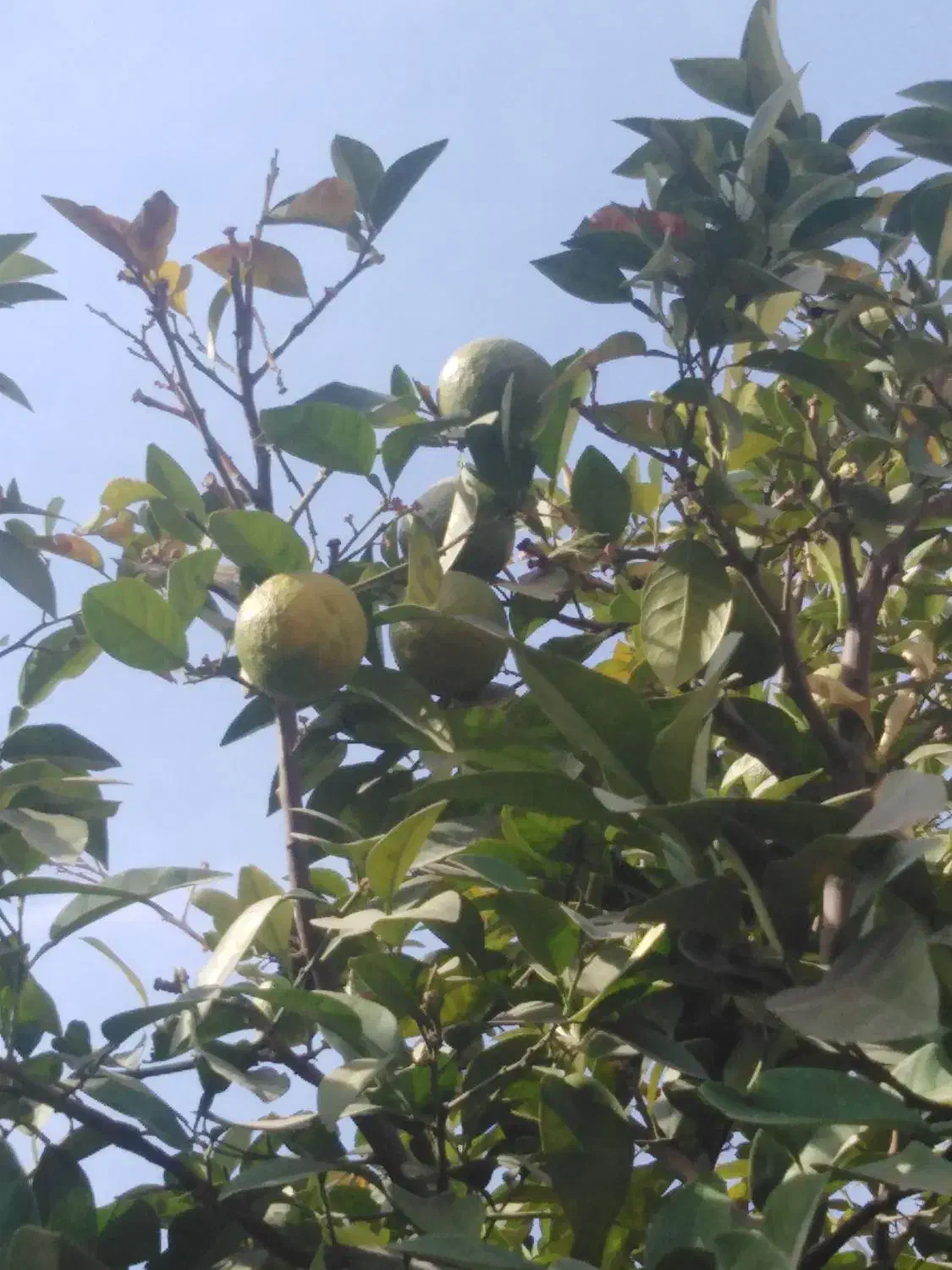 فروش نارنج خرید نارنج|خوردنی و آشامیدنی|شیراز, سیاه سنگ|دیوار