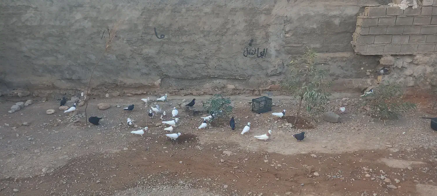 پرنده|پرنده|لالی, |دیوار