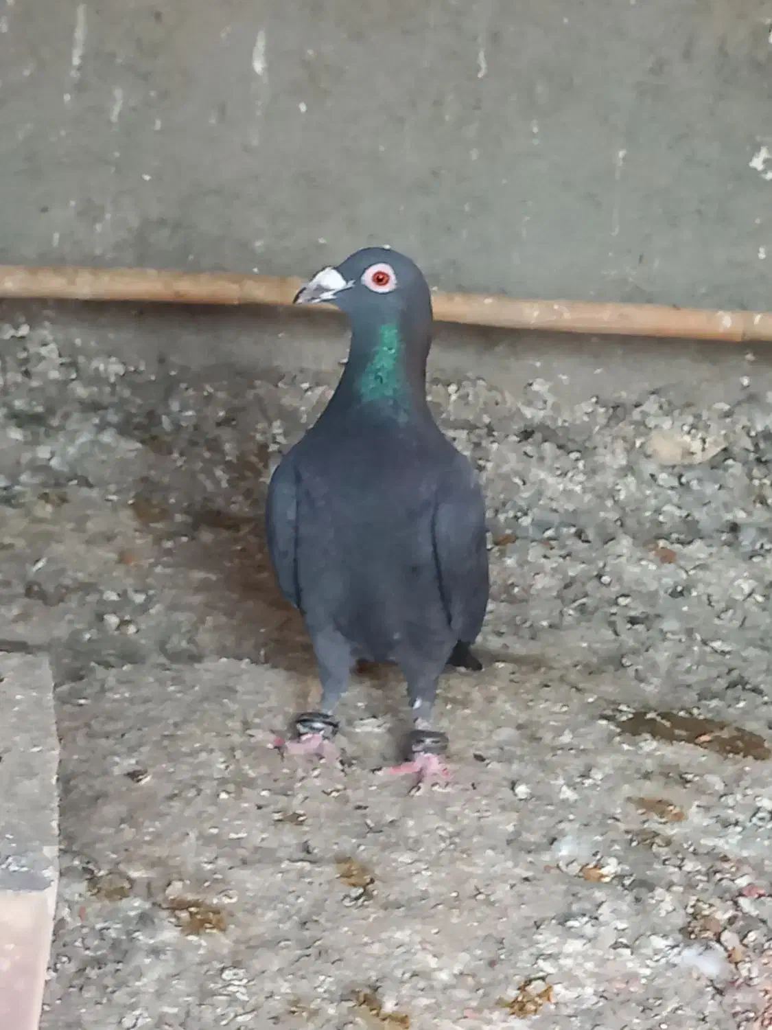 کبوتر|حیوانات|کلاله, |دیوار