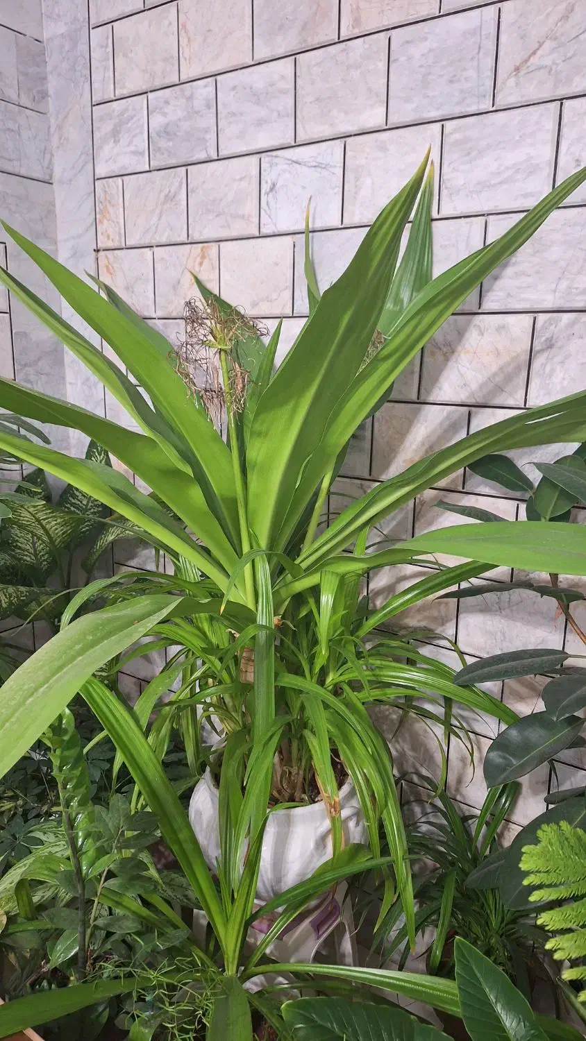 گل وگیاه|گل و گیاه طبیعی|داران, |دیوار