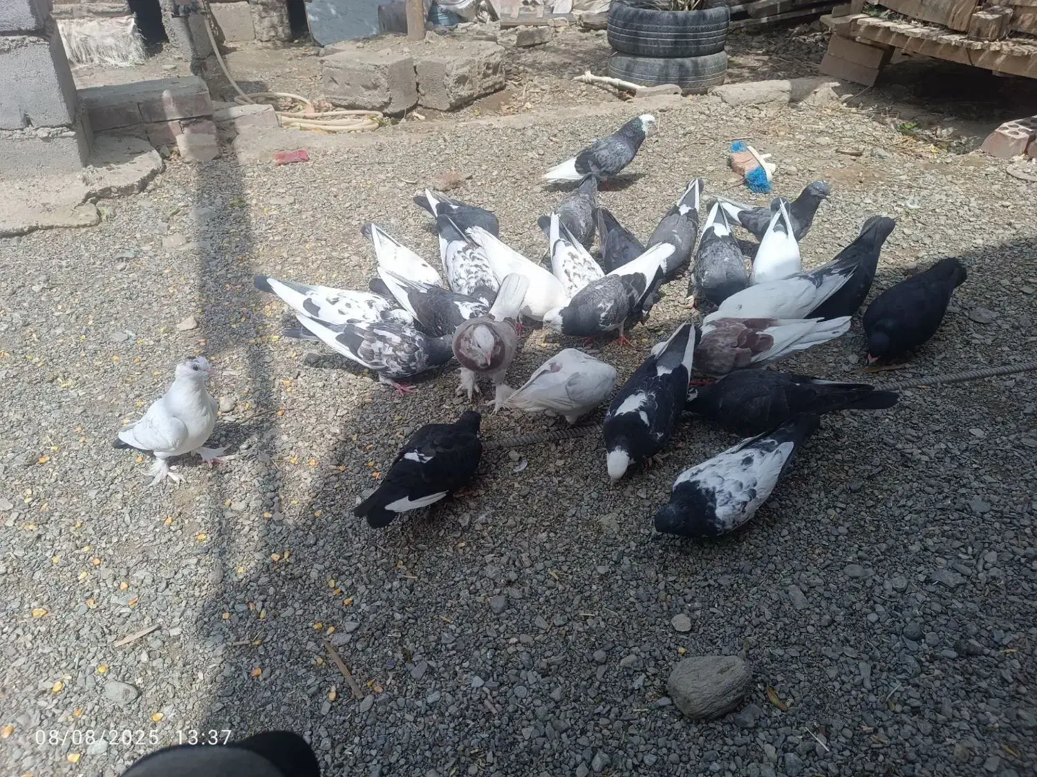 کبوتراهمگی دونه ای150|پرنده|بلوک, |دیوار