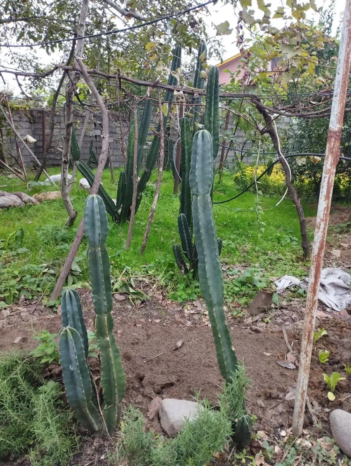 کاکتوس|گل و گیاه طبیعی|شیرود, |دیوار