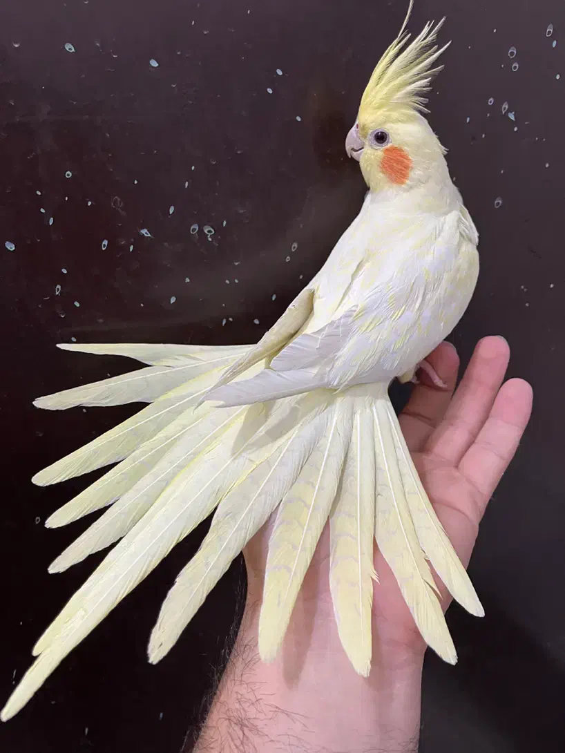 عروس هلندی لوتینو ماده لوتینو زعفرنی رام آلبینو|پرنده|تهران, شکوفه (عبدل آباد)|دیوار