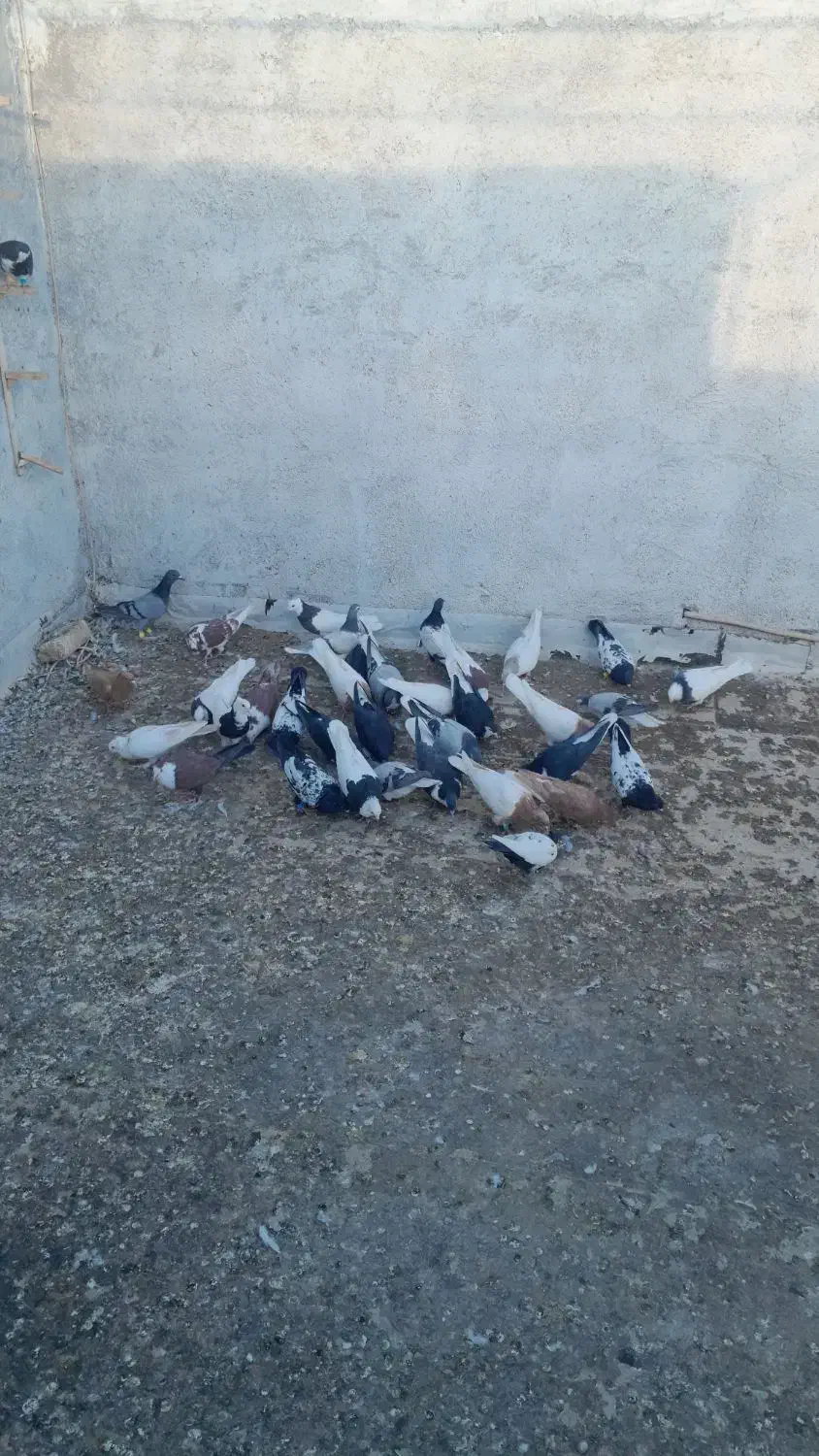 کفتر هوا|پرنده|کاشمر, |دیوار