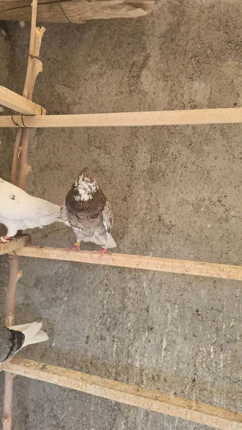 سرور کرواتی کاکولی ماده|پرنده|کهریزک, |دیوار