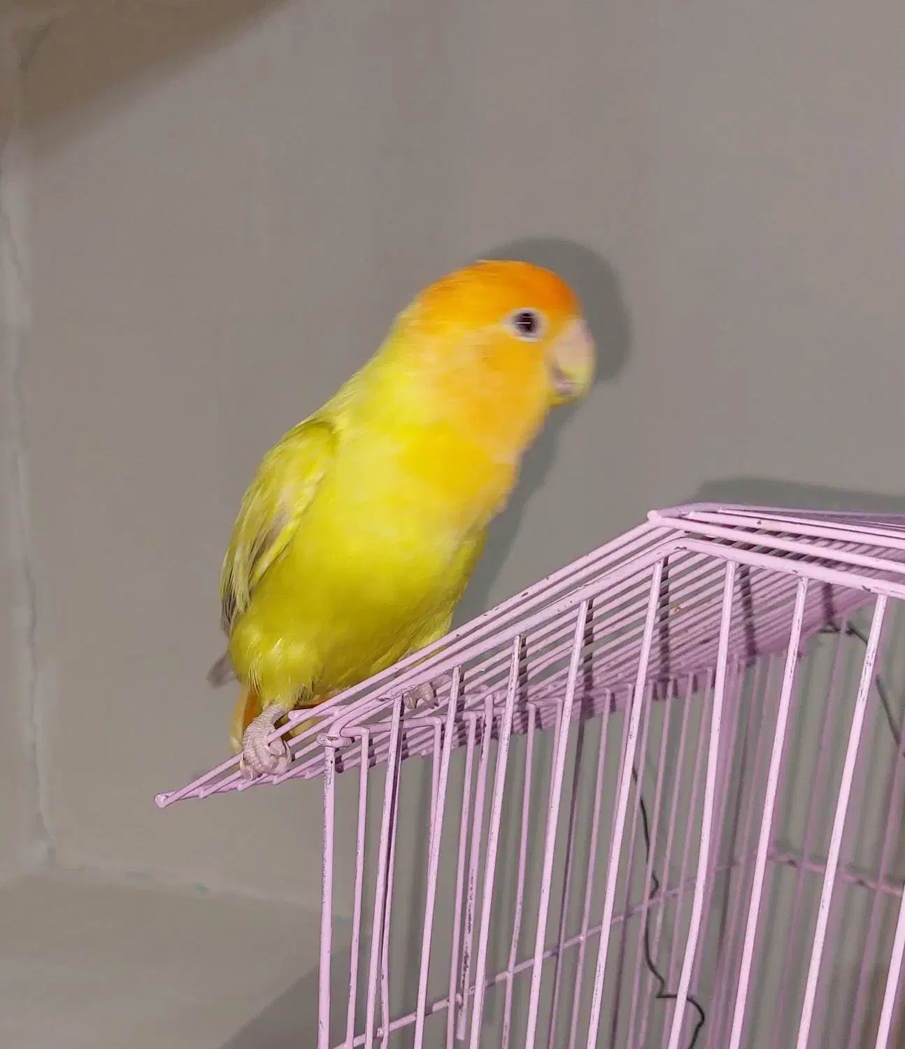 طوطی برزیلی  گمشده|حیوانات|اندیمشک, |دیوار