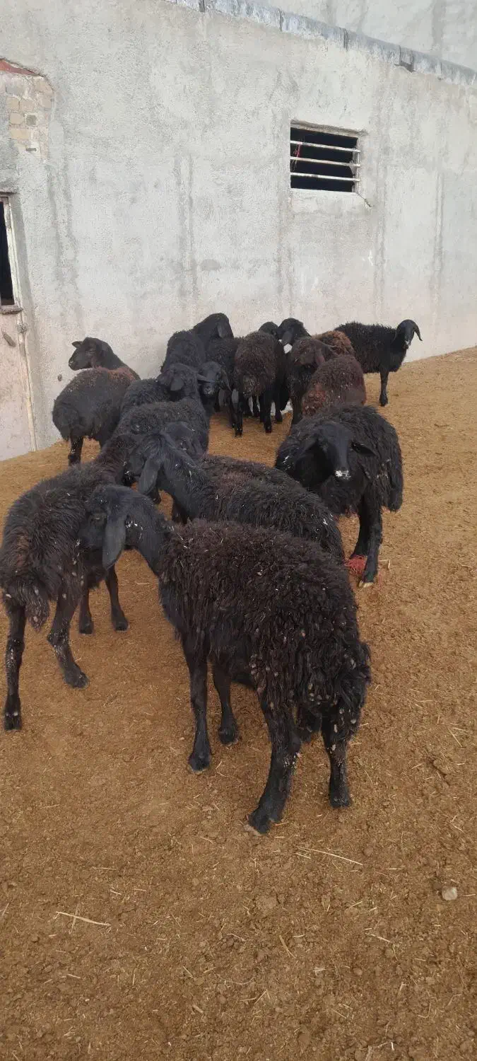 فروش بره ماده|حیوانات مزرعه|قیدار, |دیوار