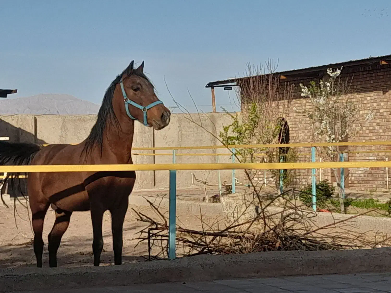 اسب وبز|اسب و تجهیزات اسبسواری|رفسنجان, |دیوار