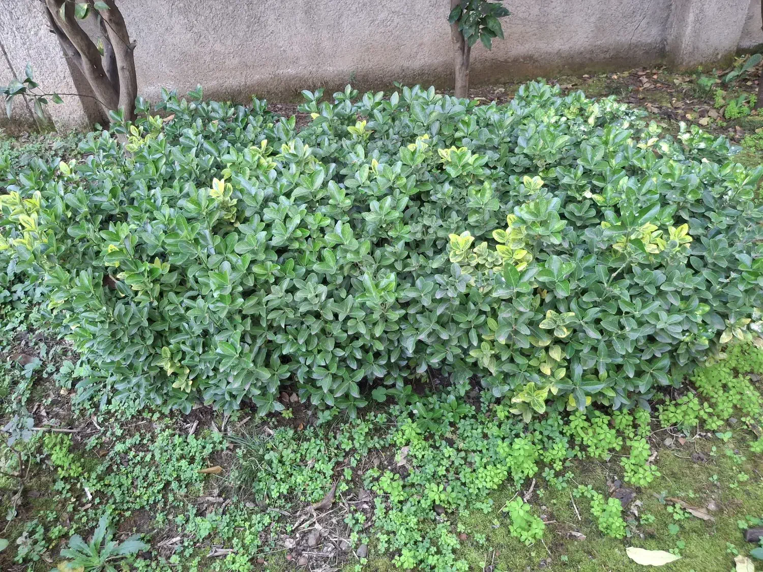 شمشاد طلایی و سبز|گل و گیاه طبیعی|املش, |دیوار