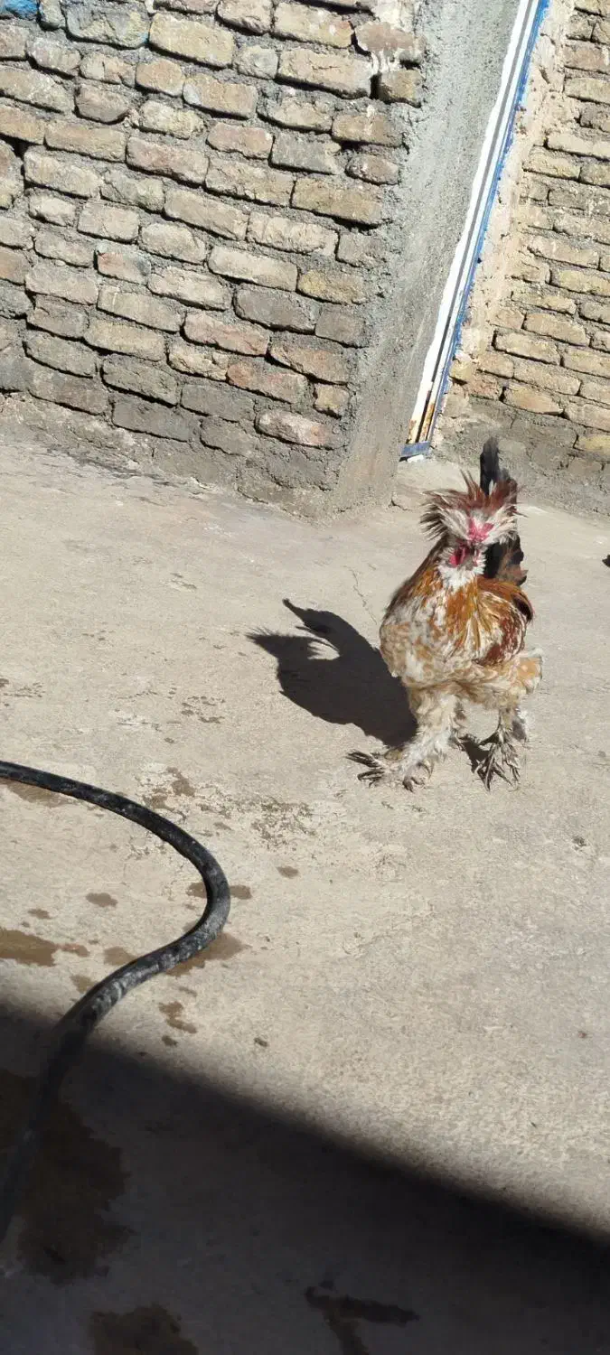 خروس|حیوانات مزرعه|نورآباد, |دیوار