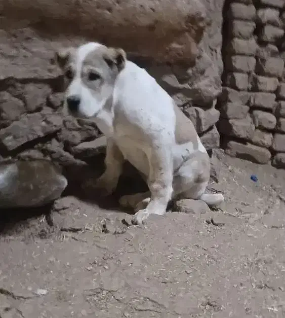 توله ماده|سگ|نیشابور, مازول|دیوار