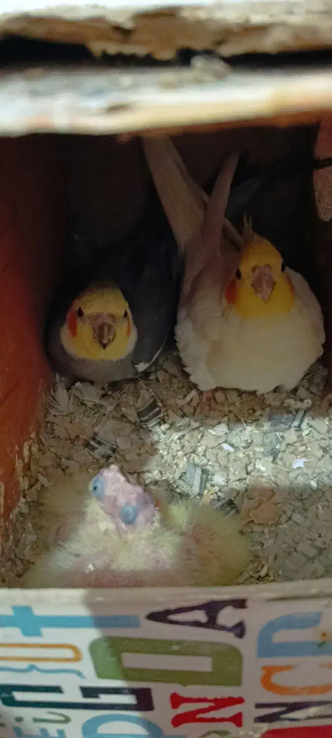 فروش عروس هلندی|پرنده|آشخانه, |دیوار