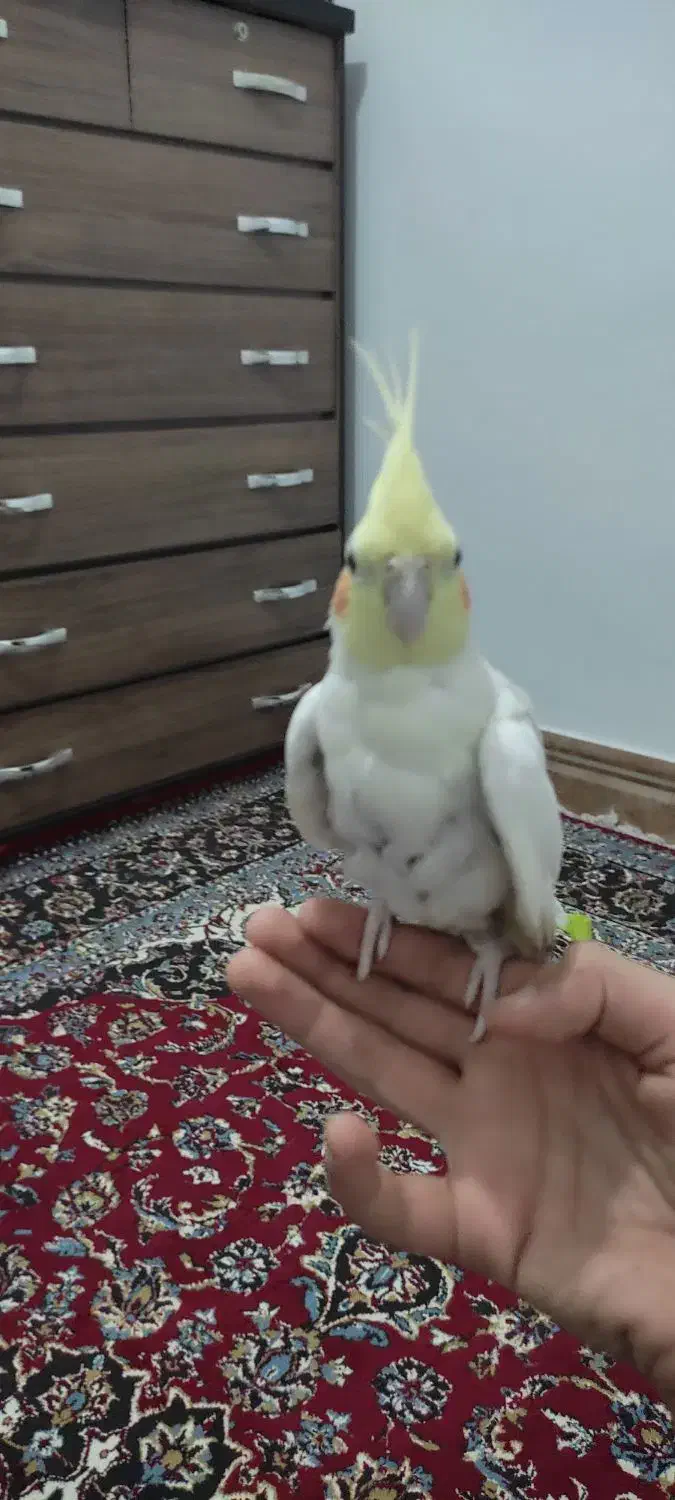 عروس هلندی لوتینو دستی|پرنده|بیرجند, |دیوار