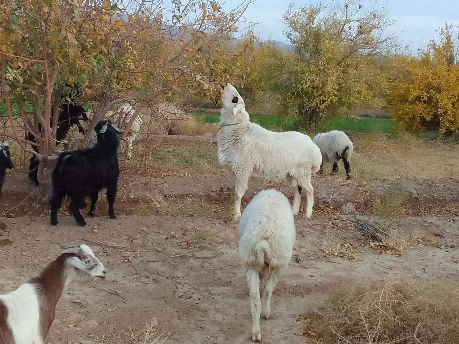 قوچ سفید|حیوانات مزرعه|نهبندان, |دیوار