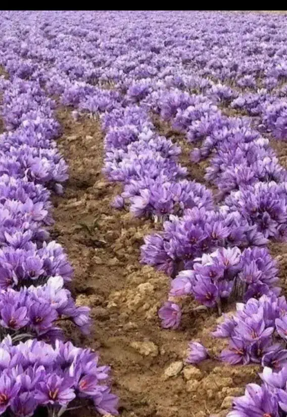 زرشک تازه و آبدارو گل زعفران وپیازچه زعفران|خوردنی و آشامیدنی|تهران, شهرک غزالی|دیوار