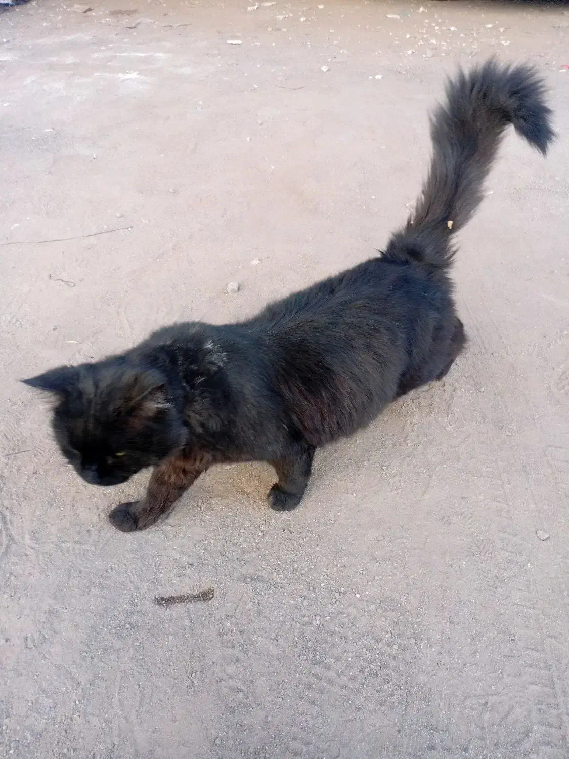 واگذاری گربه پرشین|گربه|زنجان, |دیوار