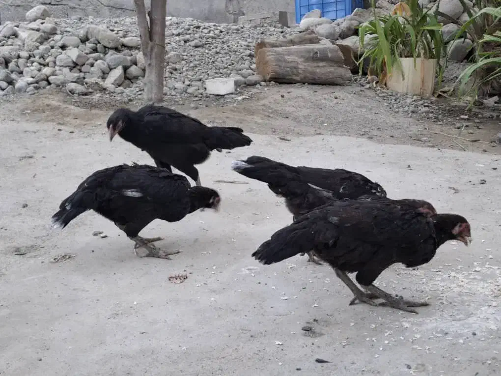 مرغ محلی به فروش  میرسد|حیوانات مزرعه|میناب, |دیوار