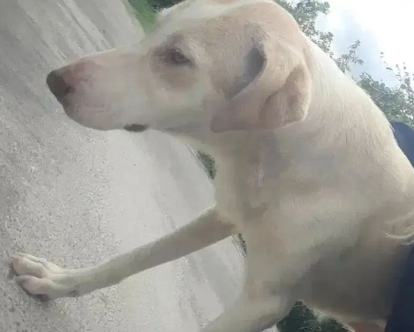 گمشده|حیوانات|لاهیجان, لیل|دیوار