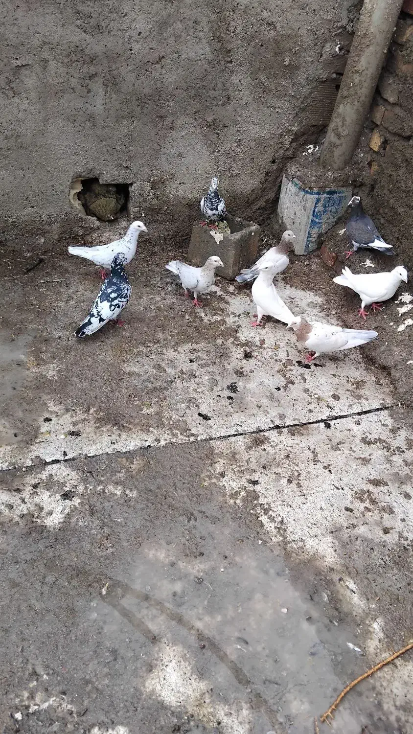 کبوتر سار سرونج کاکلی|پرنده|میان جلگه, |دیوار