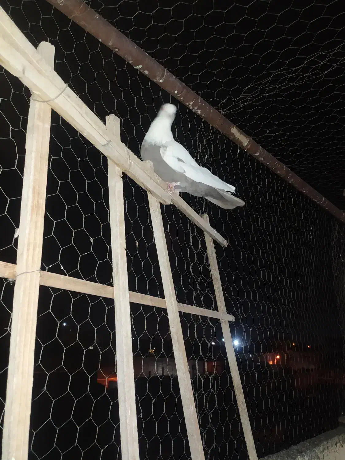 کبوتر هفت رنگ وکله زردفروشی|پرنده|تاکستان, |دیوار