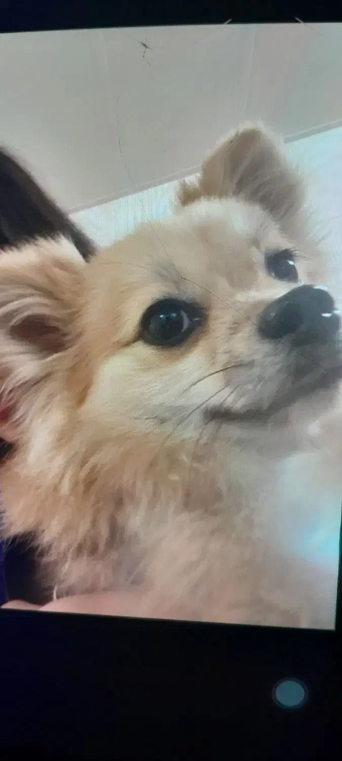 سگ کوچولو پامر واگذار میشه|سگ|صومعه‌سرا, |دیوار