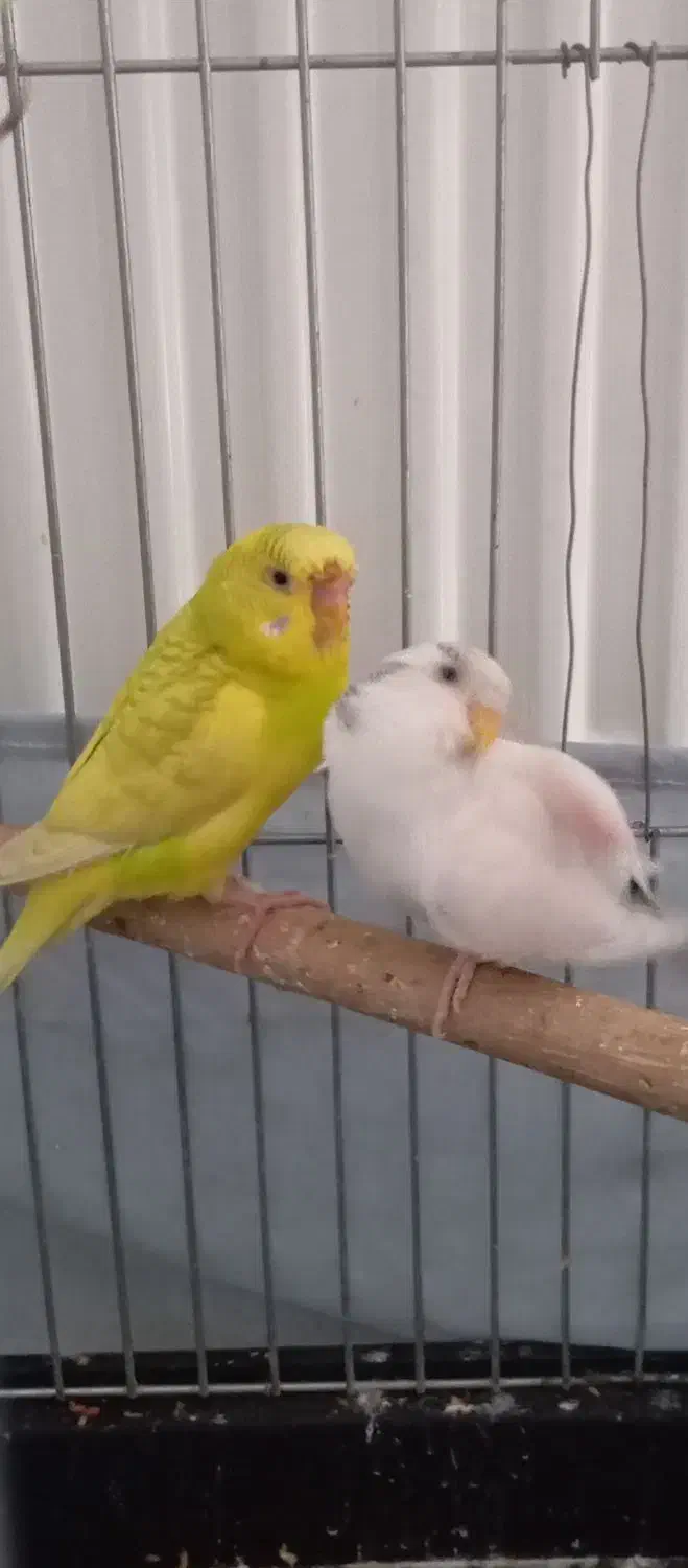 مرغ عشق|پرنده|اراک, |دیوار