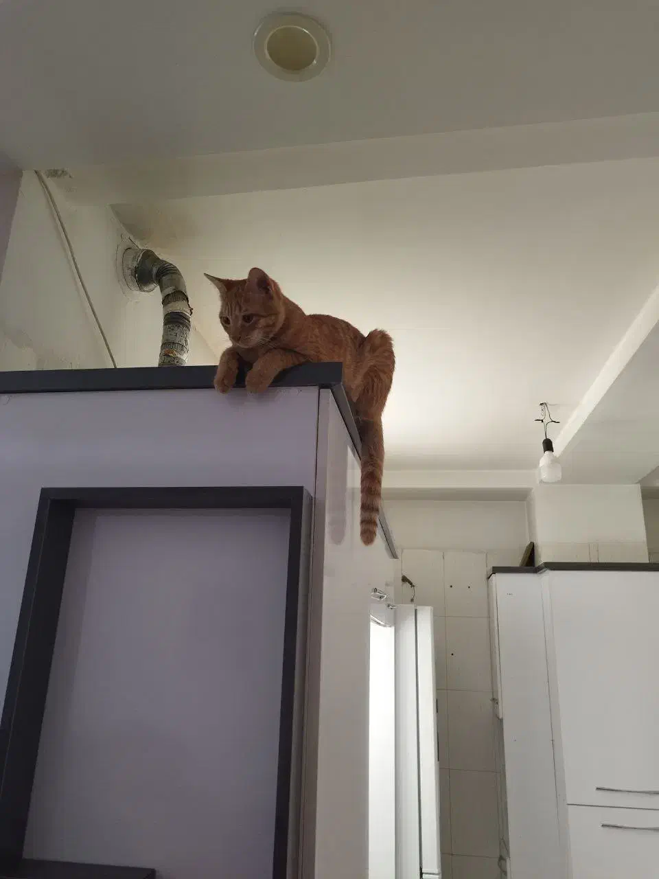 گربه گمشده|حیوانات|اسلام‌شهر, شهرک مصطفی خمینی|دیوار