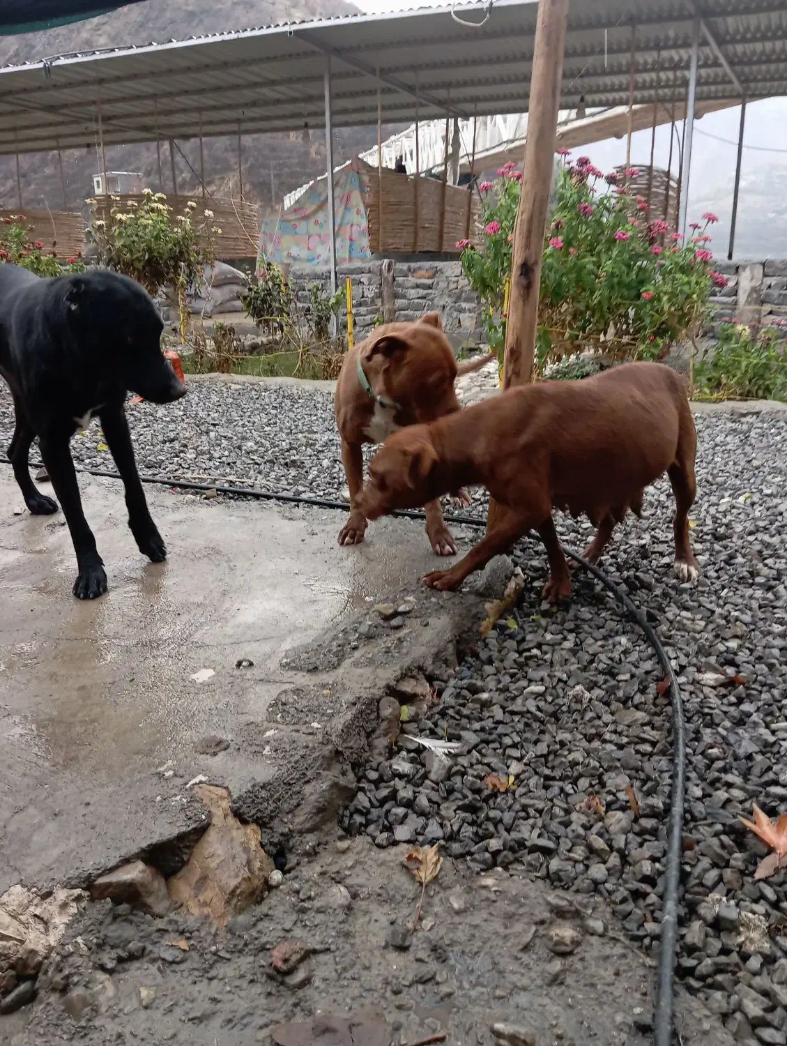 واگذاری سگ پیتبول دوبرمن|سگ|اورامان, |دیوار