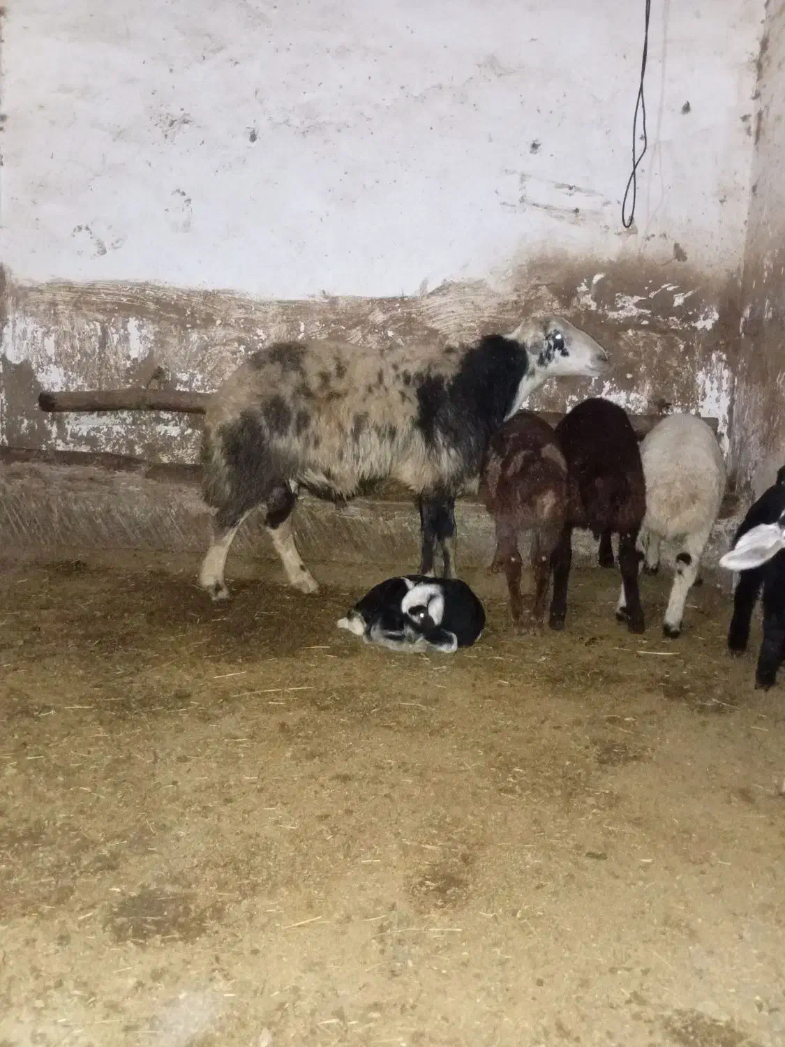 قوچ درجه یک|حیوانات مزرعه|حسین آباد, |دیوار