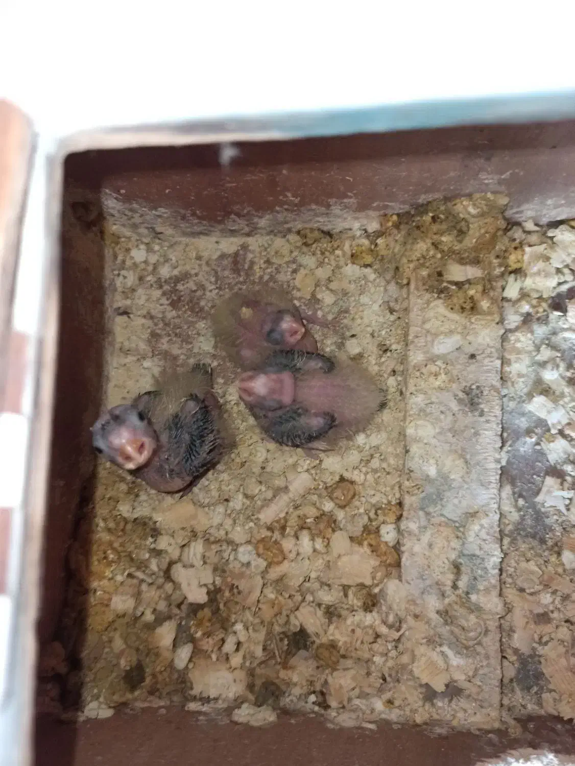 جوجه عروس هلندی|پرنده|بندرعباس, |دیوار