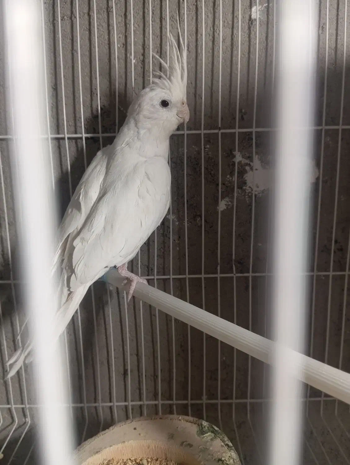 عروس هلندی|پرنده|خاش, |دیوار