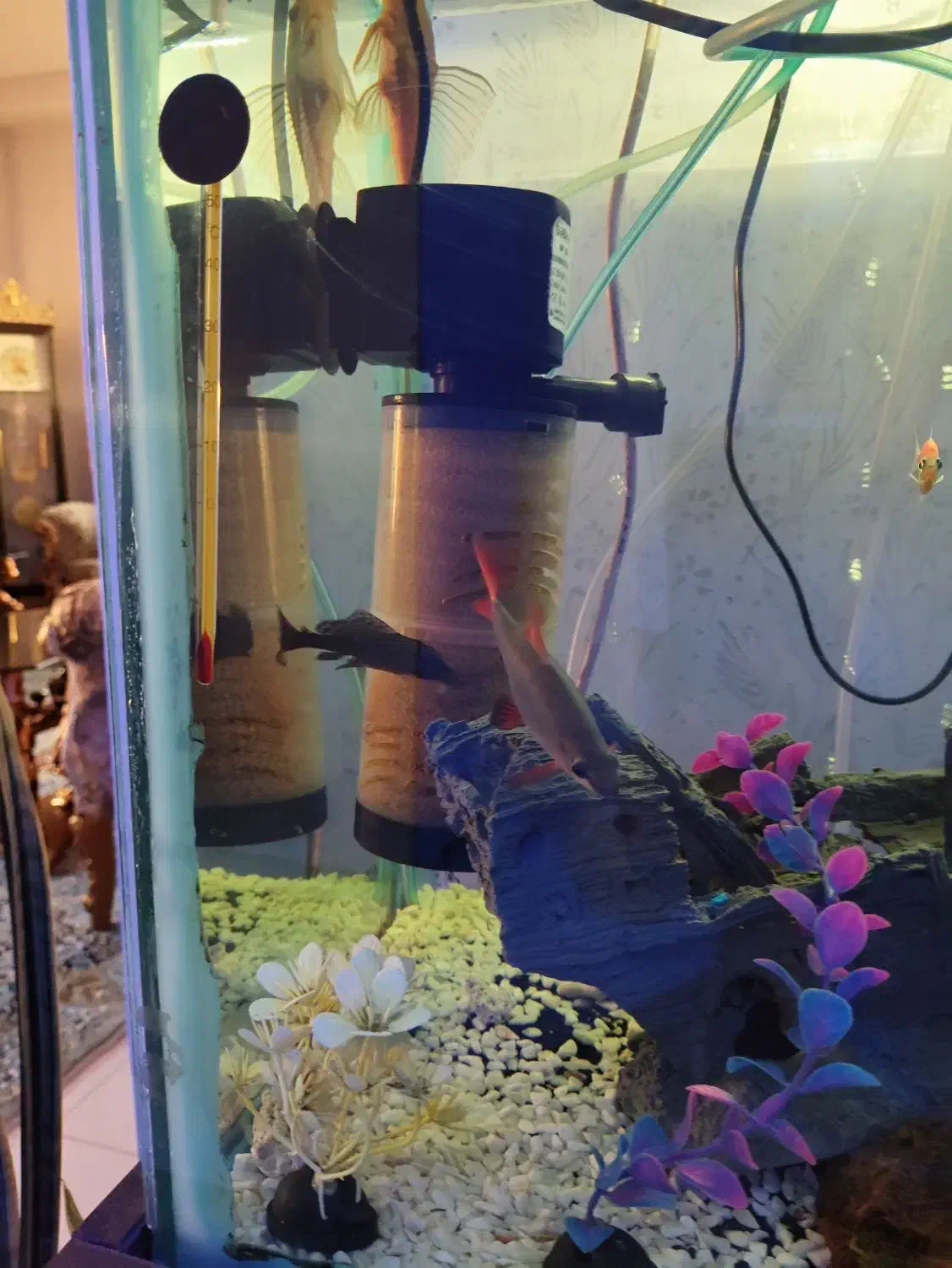 آکواریوم و ماهی|ماهی|هشتگرد, شهرک گلخانه|دیوار