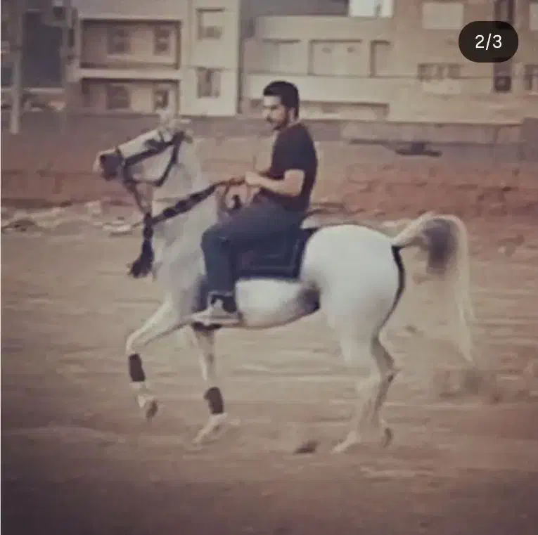 فروش مادیون|اسب و تجهیزات اسبسواری|ساوه, |دیوار